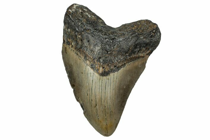Fossil Megalodon Tooth - North Carolina #351176